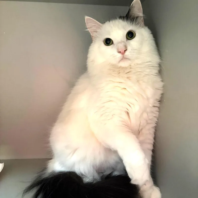 Fluffy