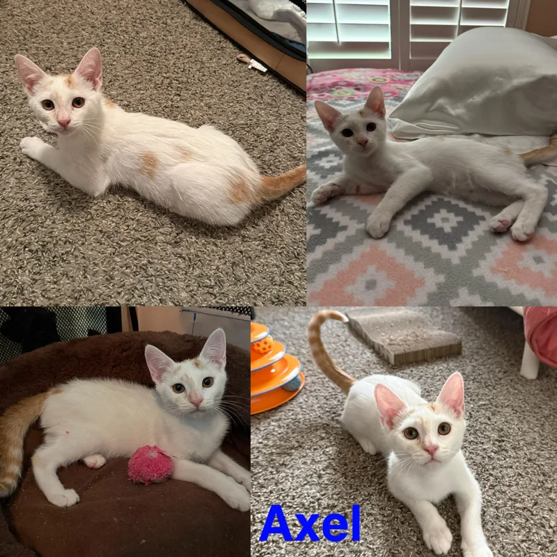 A baby small-sized male White Domestic Short Hair cat named Axel for adoption in Visalia, CA
