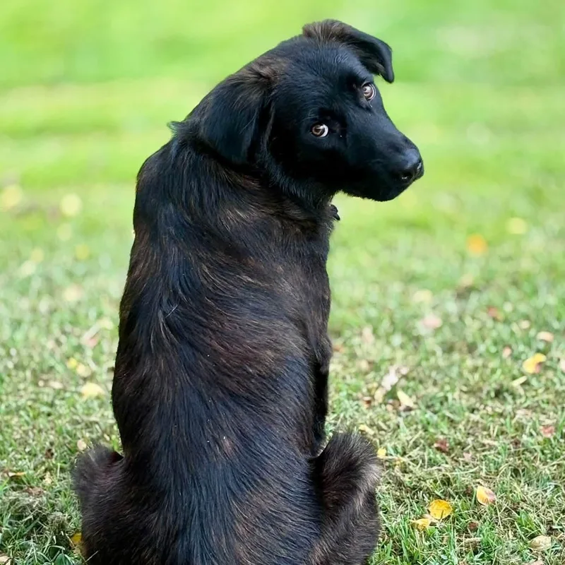 A young medium-sized male Black Flat-Coated Retriever dog named Deebo for adoption in Elkton, MD