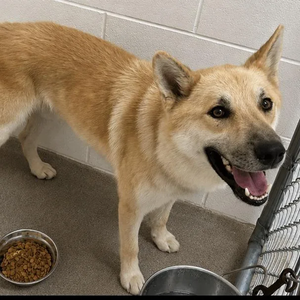 An adult medium-sized male Yellow / Tan / Blond / Fawn Shepherd dog named Vaegor for adoption in Yanceyville, NC