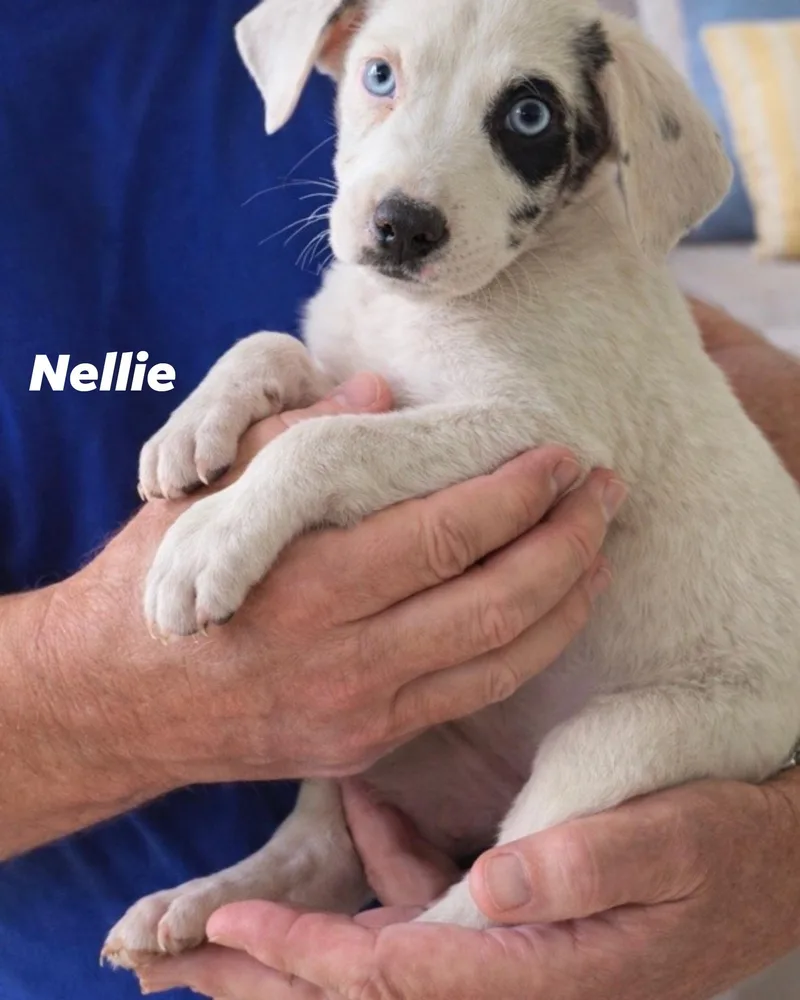A baby medium-sized female White / Cream Australian Shepherd dog named Nellie for adoption in Irving, TX