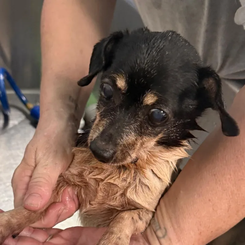 A senior small-sized male Black Chihuahua dog named Harry for adoption in Houston, TX