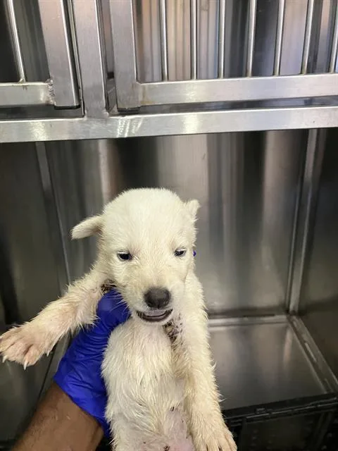 A baby small-sized male Mixed Breed dog named Donny for adoption in Dallas, TX