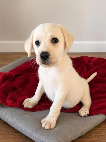 A baby medium-sized female Labrador Retriever dog named Harmony for adoption in Kinzers , PA