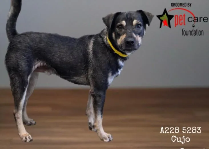 An adult medium-sized male Shepherd dog named Sprite for adoption in Los Angeles, CA