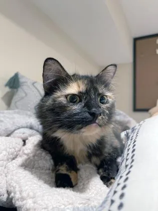 Princess