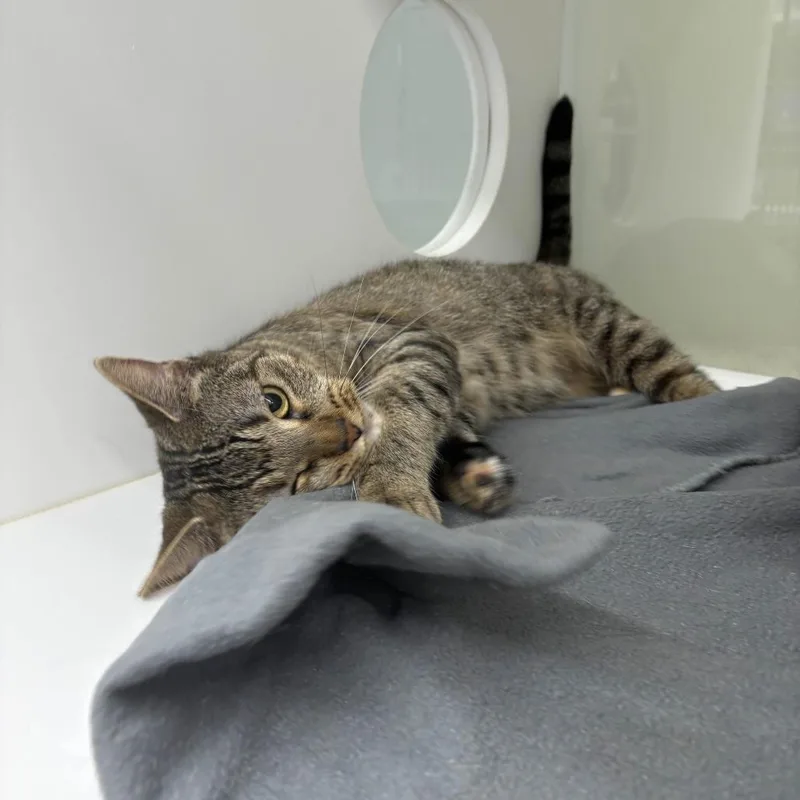 An adult medium-sized female Brown / Chocolate Domestic Short Hair cat named Maple for adoption in Beaumont, TX