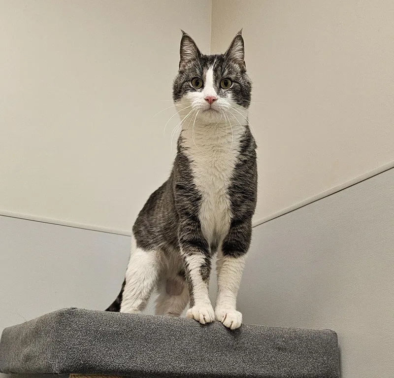 An adult medium-sized male Tabby (Gray / Blue / Silver) Domestic Short Hair cat named Cracker for adoption in Cedar Rapids, IA