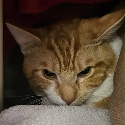 An adult small-sized male Domestic Short Hair cat named Steven for adoption in Scotia, NY