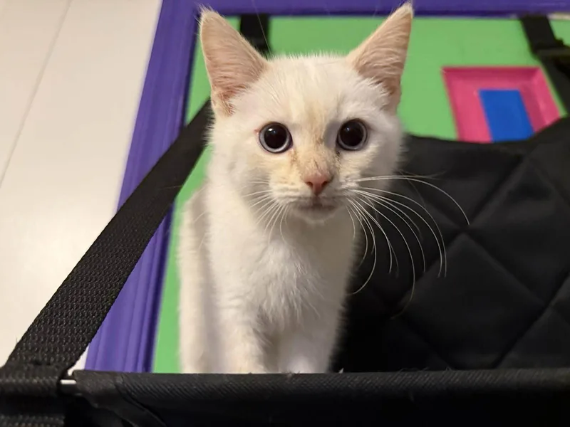 A baby medium-sized male Siamese cat named Justice for adoption in Forest, VA