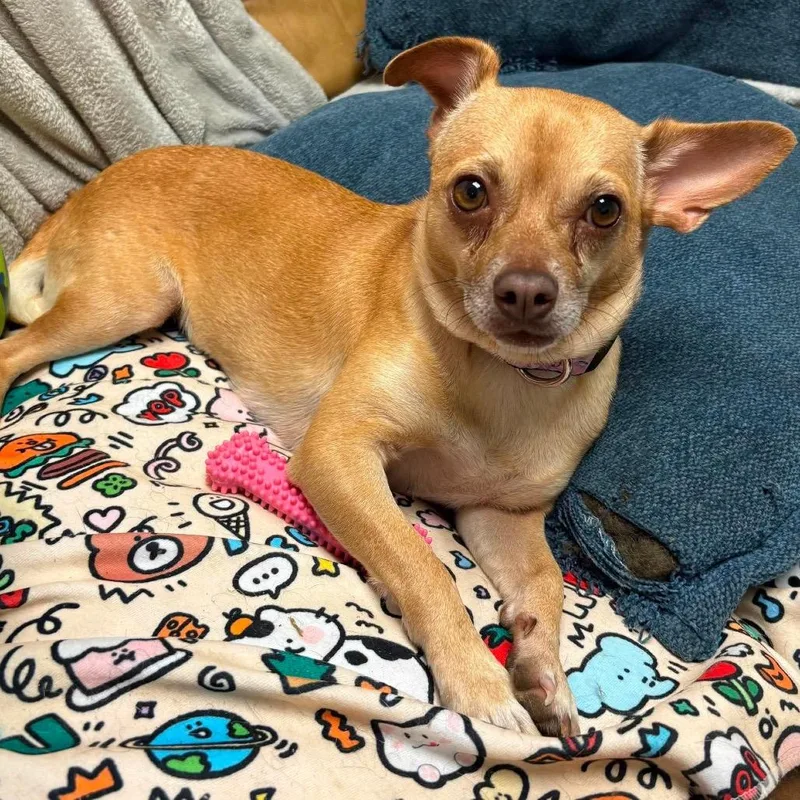 An adult small-sized female Golden Chihuahua dog named Maggie Mae for adoption in Ferndale, MI