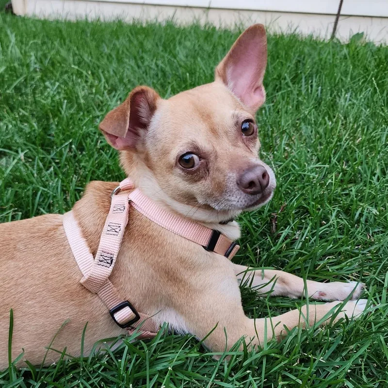 Maggie Mae thumbnail 4