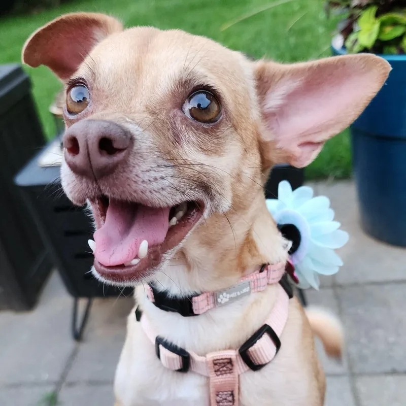 Maggie Mae thumbnail 5