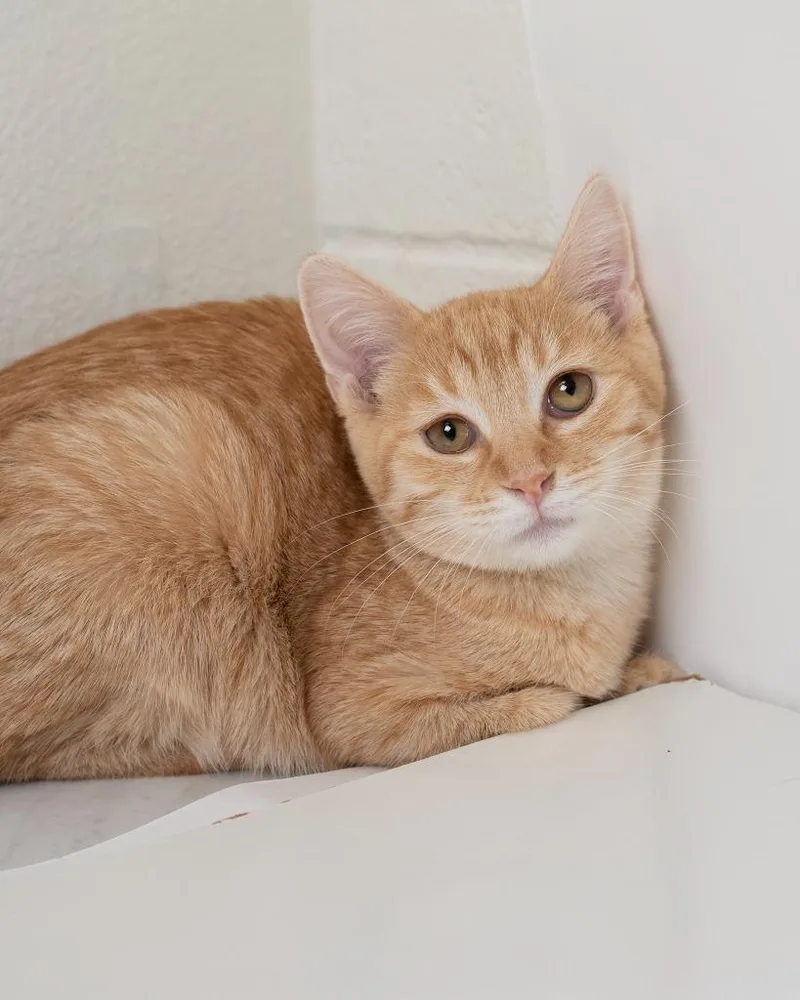 A baby small-sized female Domestic Short Hair cat named Strawberry for adoption in Boone, IA