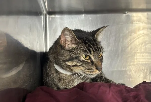 An adult medium-sized male Domestic Short Hair cat named Fritterbug for adoption in New York, NY