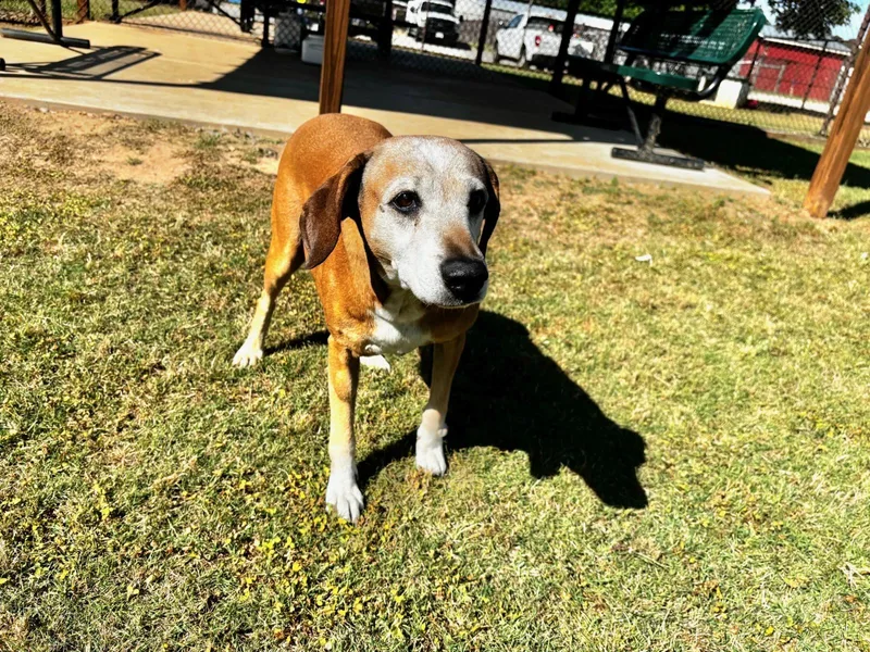 A senior medium-sized female Redbone Coonhound dog named Missy for adoption in Appling, GA
