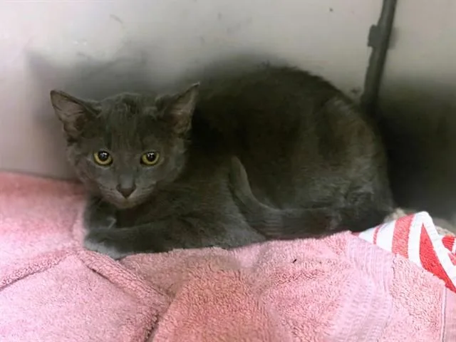 A young small-sized female Domestic Short Hair cat named Miss Piggy for adoption in Fort Wayne, IN