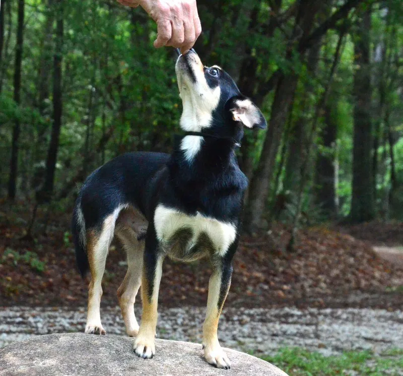 Cody thumbnail 5