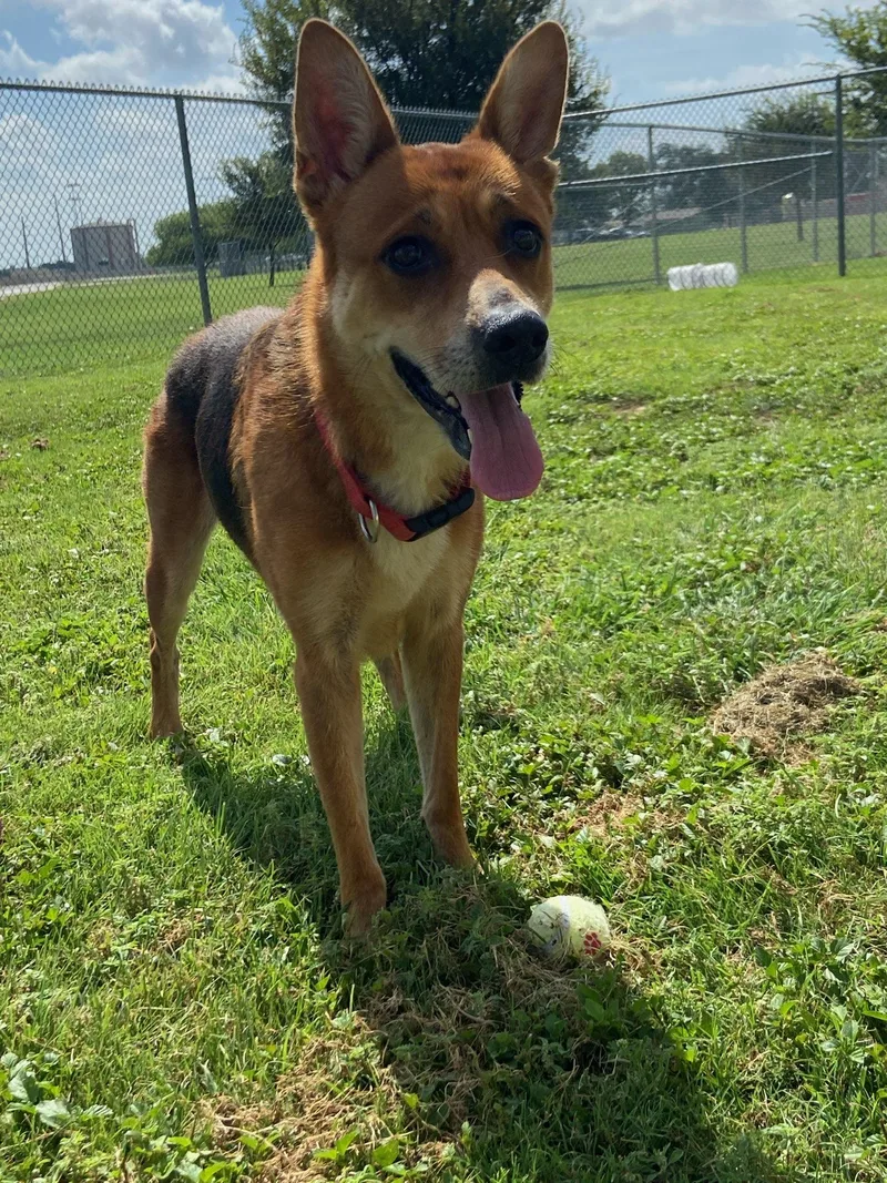 An adult medium-sized female Shepherd dog named She for adoption in Schertz, TX