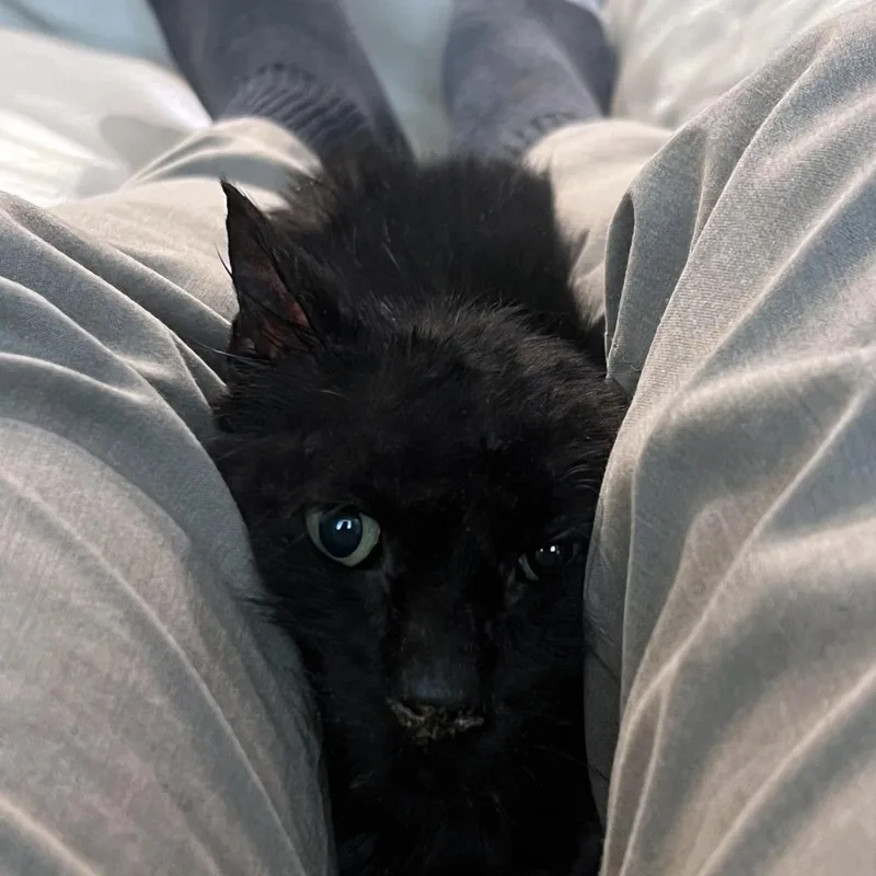 Black Magic thumbnail 2