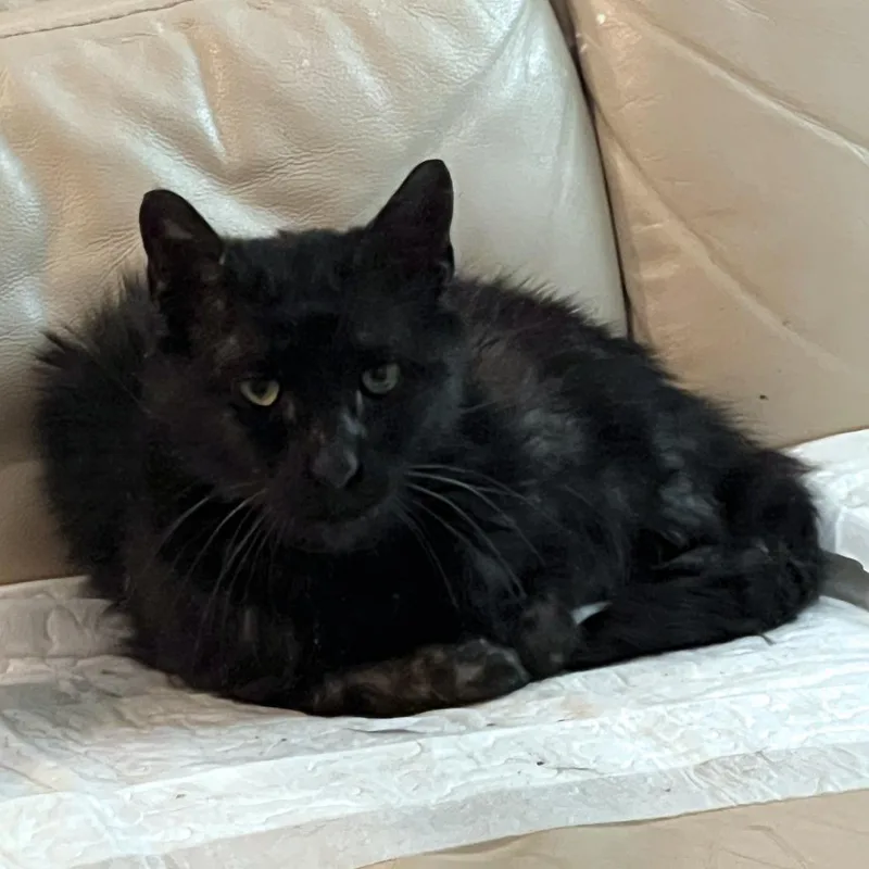 Black Magic thumbnail 3