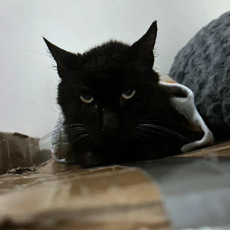 Black Magic thumbnail 4