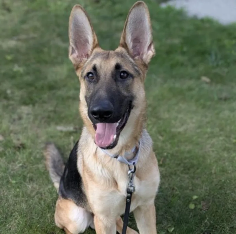 A young medium-sized male German Shepherd Dog dog named Asiago for adoption in Syracuse, NY