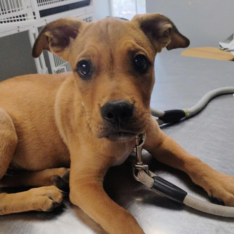 A baby medium-sized male Brown / Chocolate Mixed Breed dog named John Deere for adoption in Duncan, OK