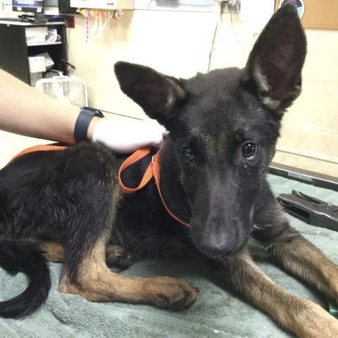A baby small-sized male Belgian Shepherd / Malinois dog named Monkey for adoption in Riverside, CA