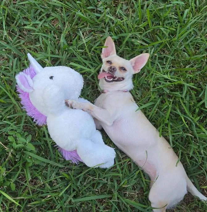 A young small-sized female Chihuahua dog named Hilda in TX for adoption in Cranston, RI