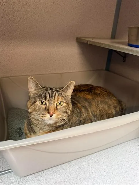 An adult medium-sized female Domestic Short Hair cat named Izzie for adoption in Aliquippa, PA