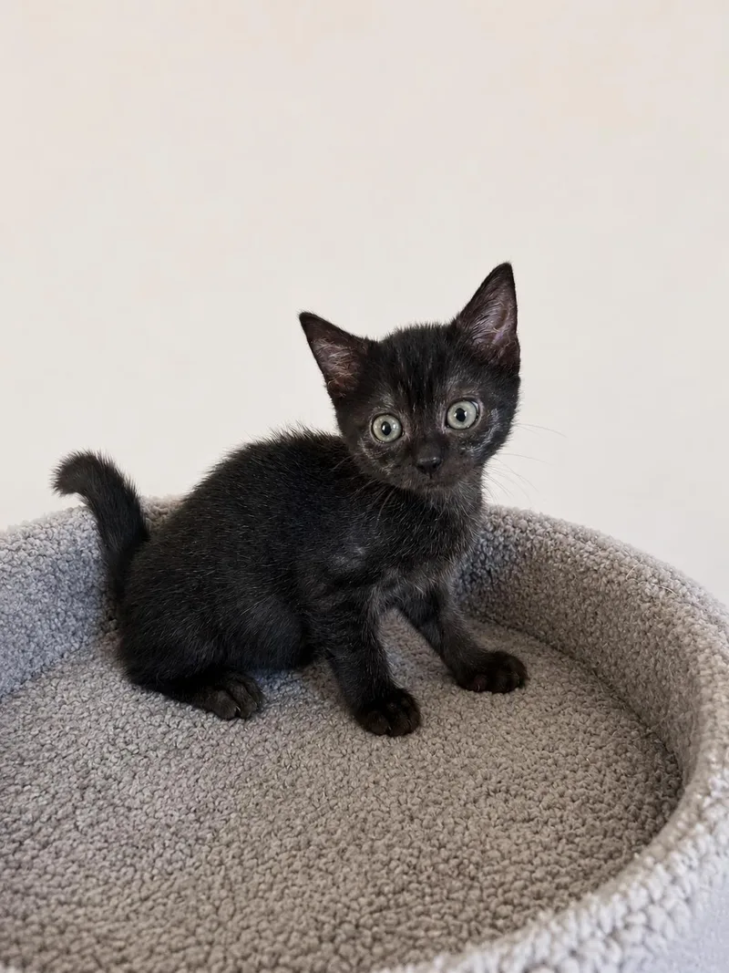 A baby medium-sized male Black Domestic Short Hair cat named Onyx for adoption in Greensboro, NC
