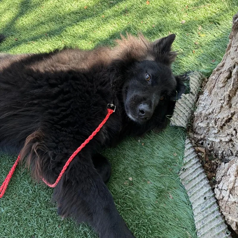 Hercules thumbnail 3