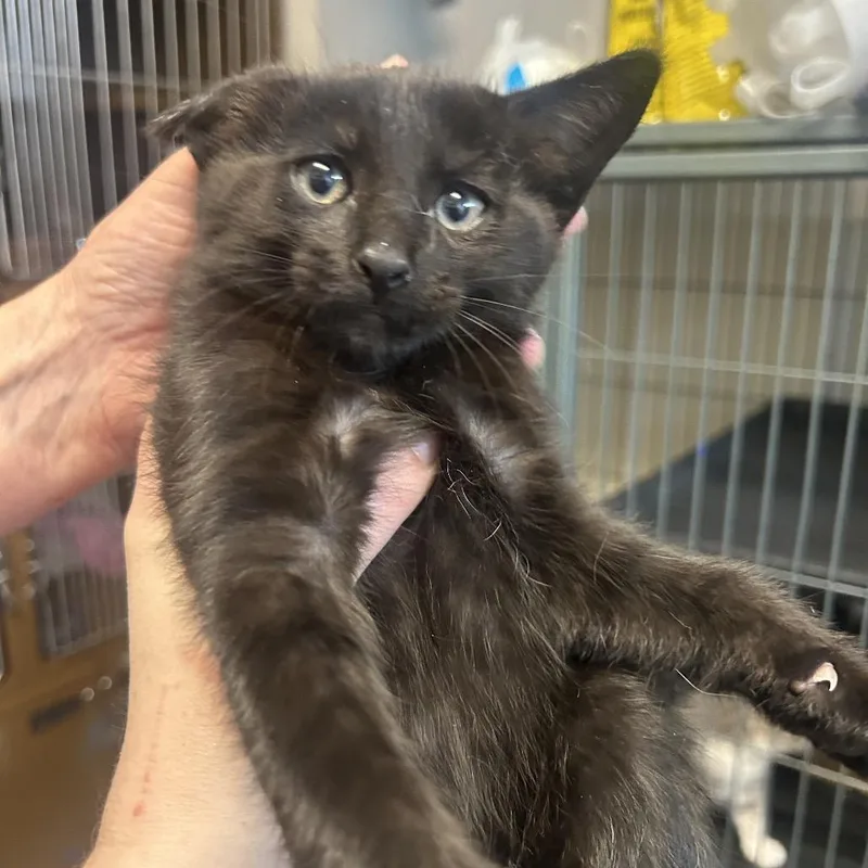 A baby small-sized male Black Domestic Short Hair cat named Dash for adoption in Point Richmond, CA