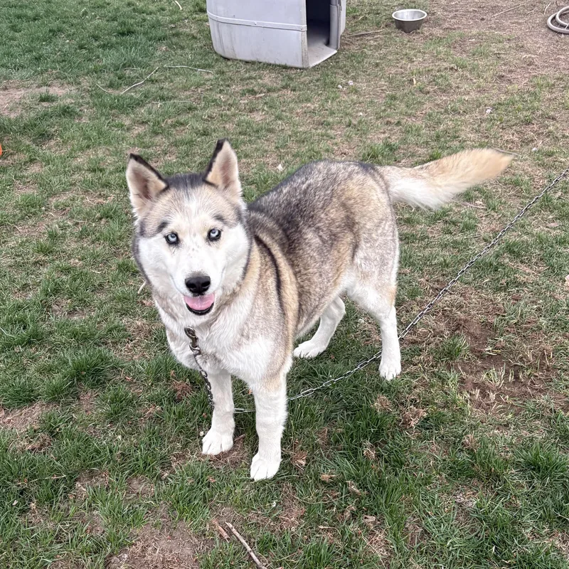 An adult medium-sized female White / Cream Siberian Husky dog named Nana for adoption in Kirkland, WA