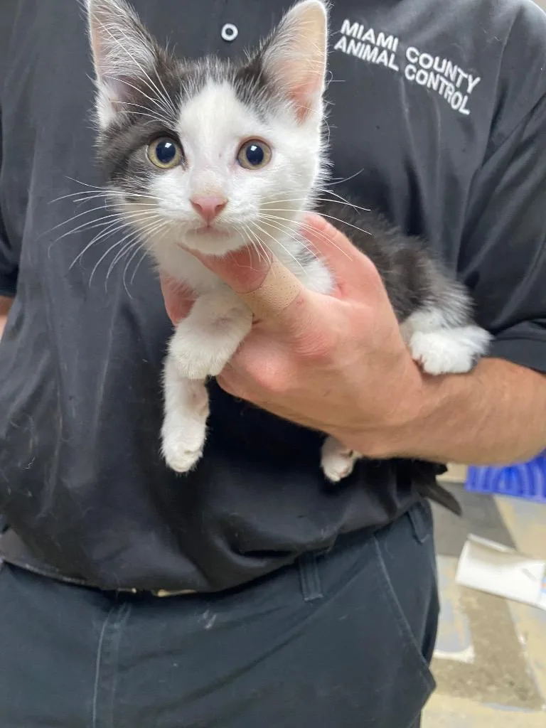 A baby small-sized male Domestic Medium Hair cat named Stuart for adoption in Troy, OH