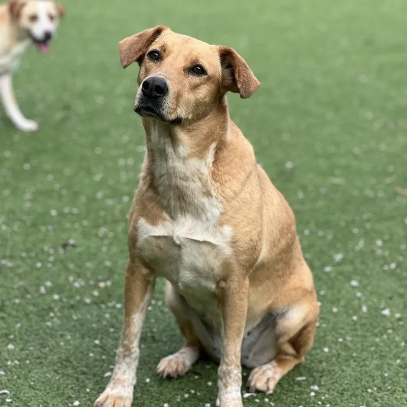 Isabella thumbnail 2