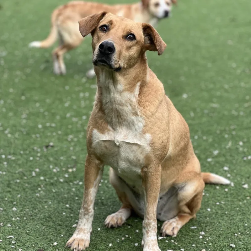 Isabella thumbnail 3