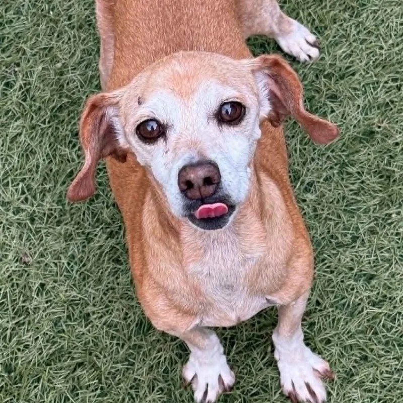 A senior small-sized female Golden Dachshund dog named Violet for adoption in Marana, AZ