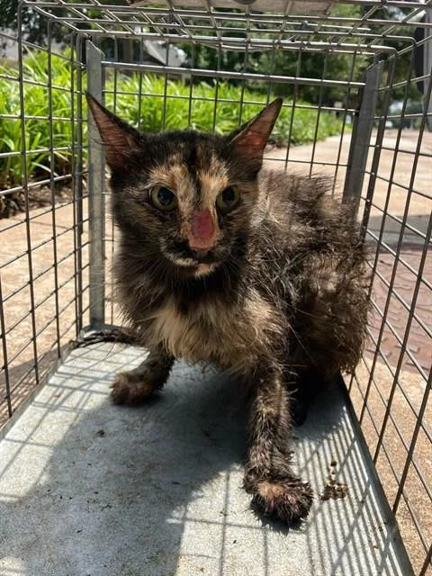 A young small-sized female Domestic Short Hair cat named Espranza for adoption in Dallas, TX