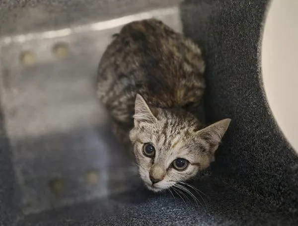 A baby medium-sized female Domestic Short Hair cat named Versailles for adoption in Staten Island, NY