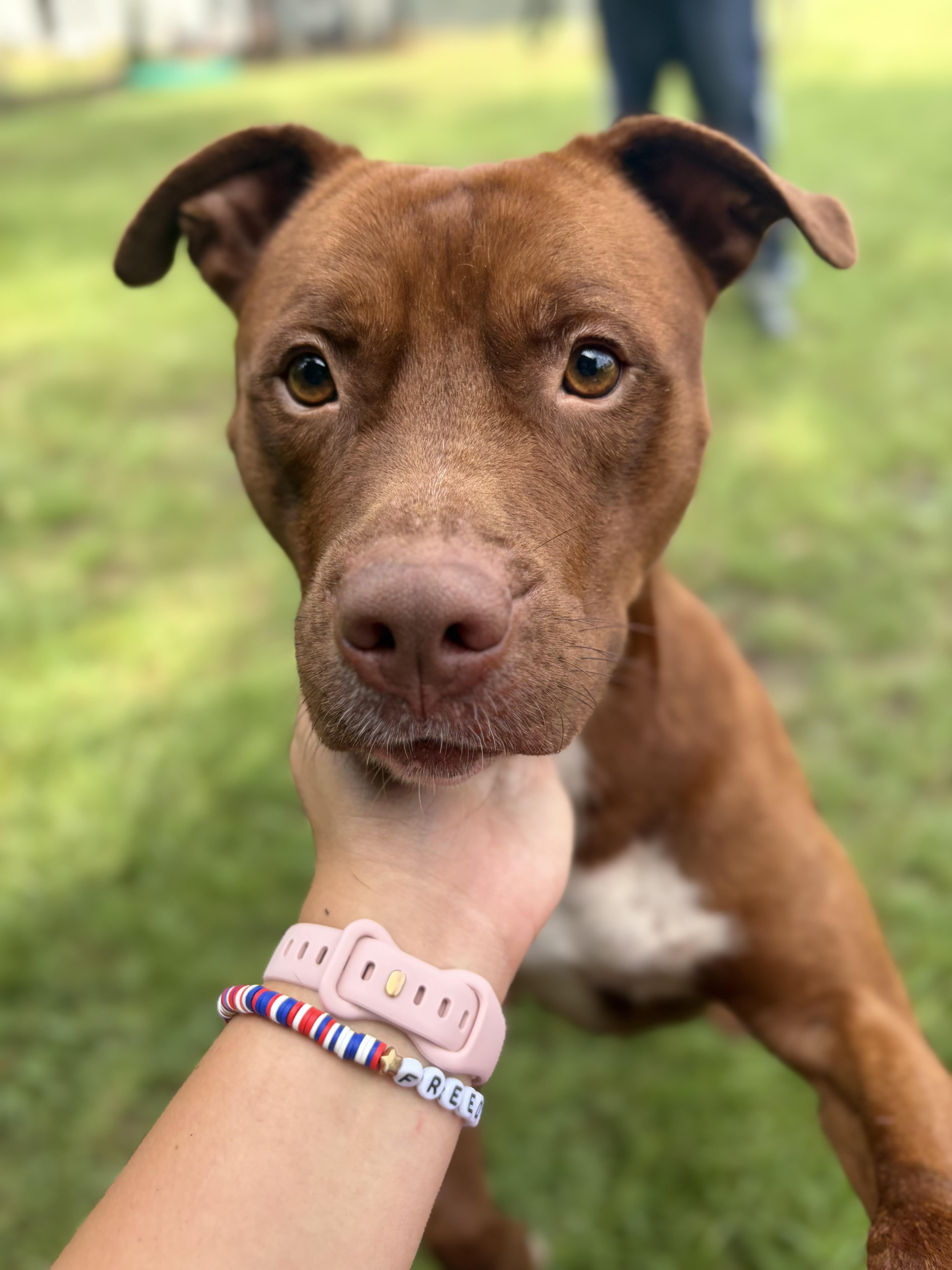 An adult medium-sized male Red / Chestnut / Orange Mixed Breed dog named Argo for adoption in Winnsboro, SC