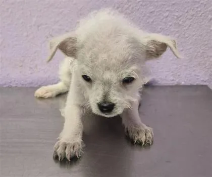 A baby small-sized female White / Cream Mixed Breed dog named 61806516 for adoption in El Paso, TX