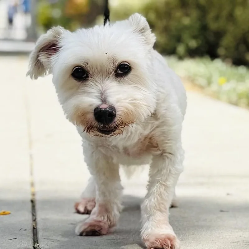 An adult small-sized male White / Cream Shih Tzu dog named Rodrigo for adoption in Beverly Hills, CA