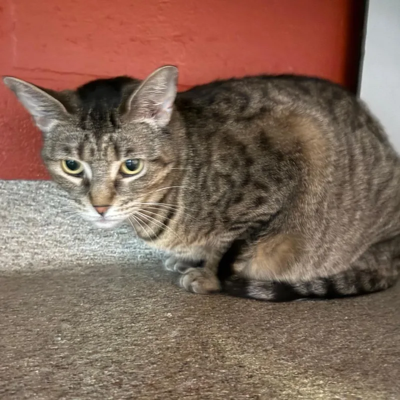 Stella