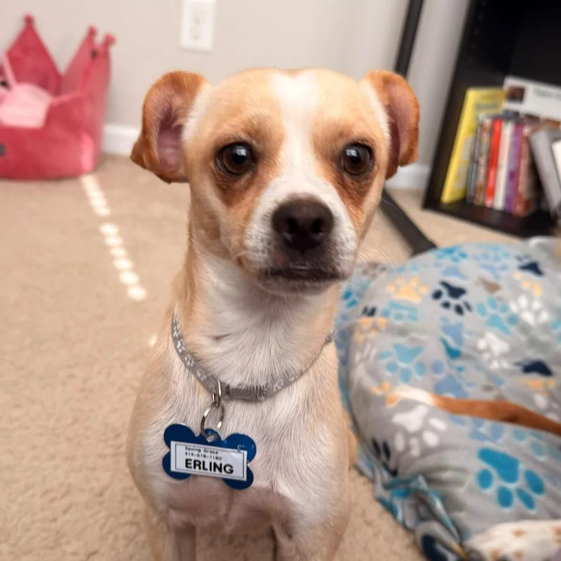 An adult small-sized male Chihuahua dog named Erling for adoption in Wake Forest, NC