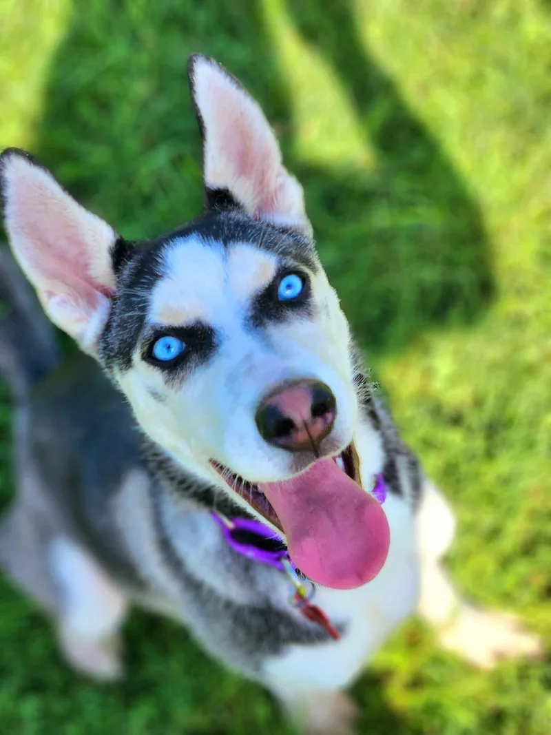 A baby small-sized female Harlequin Husky dog named Lani for adoption in Warren, OH