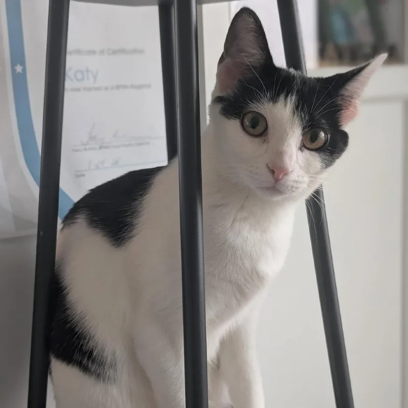 A young medium-sized female Black Domestic Short Hair cat named Mulah for adoption in Middleton, WI