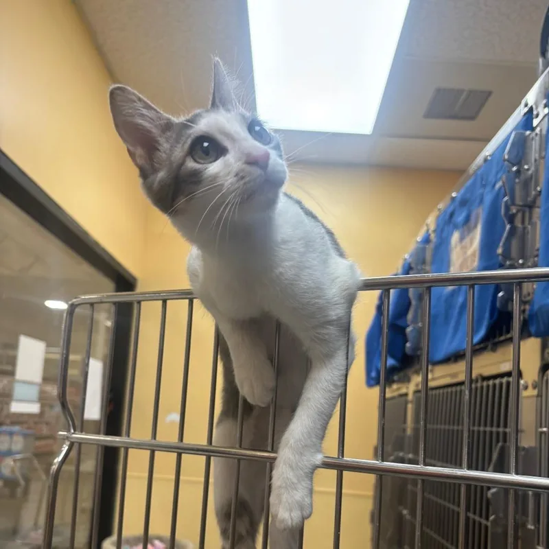 A young medium-sized male Gray / Blue / Silver Domestic Short Hair cat named Kiwi for adoption in Long Beach, CA