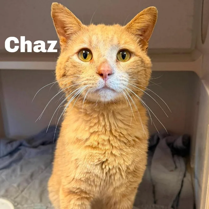 Chaz
